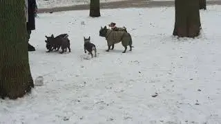 Французский Бульдог Играет с Другими французами | French Bulldog Playing with Other French