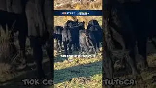 Сбежавший тюr спровоцировал коров! 🐄😂