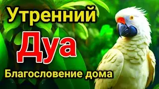 утренний дуа. дуа каждое утро