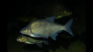 Поиск рыбы ночью. Ночная жизнь под водой.