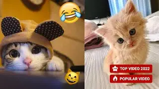 Cute and Funny Baby Cats Video 2022