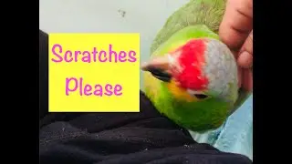 Head Scratches Time  | cute animals| Talking Parrots |