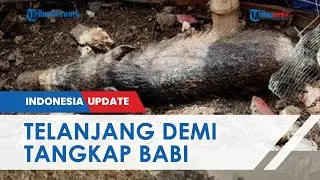 Pengakuan Warga yang Tangkap Babi Diduga Jadi-jadian di Depok, Sebut Rela Lepas Pakaian hingga Bugil