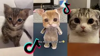 el gato tiktok cat compilation part 2 | el gato meme