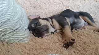 Французский Бульдог Спит | French Bulldog Sleeping