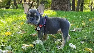 Французский Бульдог в Парке (2,5 месяца) | French Bulldog in the Park