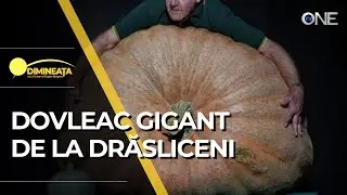 DIMINEAȚA - DOVLEAC GIGANT DE LA DRĂSLICENI