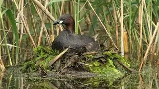 Малая поганка - гнездовая жизнь. Little grebe is a nesting life.