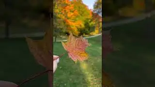 Осеннее настроение 🍁#short_video