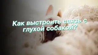 Как выстроить связь с глухой собакой?