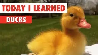 Today I Learned: Ducks