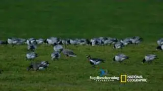 Fotowedstrijd Vogelbescherming & National Geographic