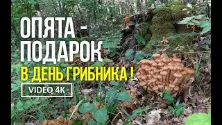 ОПЯТА   ПОДАРОК В ДЕНЬ ГРИБНИКА !  3 октября 2024 года Сбор осенних опят ( Armillariella mella )