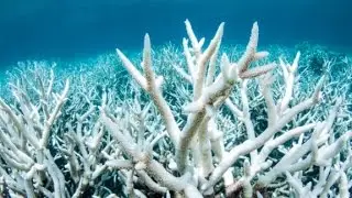 Report: Great Barrier Reef under threat