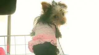 Yorkie Puppy Watches Film Set, Wants To Be A Filmmaker