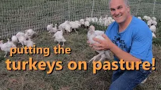 how to grow turkeys on pasture: brooder tips, shelter, fencing, and feeding