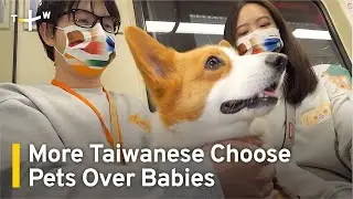 More Taiwanese Choose Pets Over Babies in Cost-of-Living Crisis | TaiwanPlus News