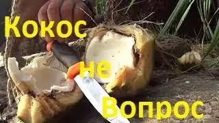 Кокос не Вопрос!