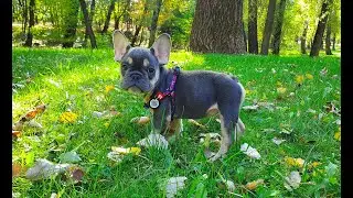 Страшно, но очень интересно! Французский бульдог на прогулке | French Bulldog