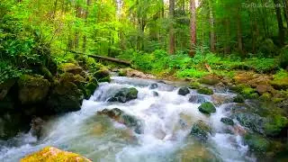 4k UHD Mountain Stream Flowing in Forest. Stream Sounds, White Noise, River Sounds to Sleep or Relax