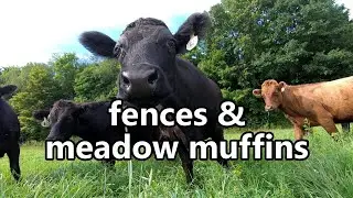 fences & meadow muffins: how we strip graze our Dexter cattle