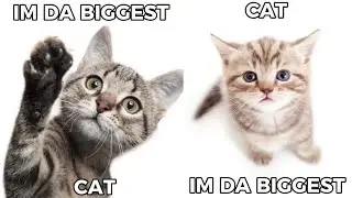 I'm da biggest cat compilation