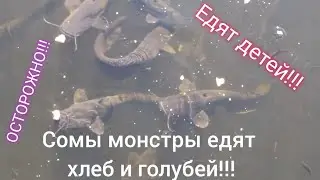 Чернобыльские сомы едят голубей и нападают на детей😱😱😱!!! 