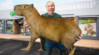 I Bought The Largest Rodent In The World!