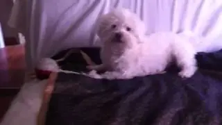 Dog goes crazy over his squeaky toy