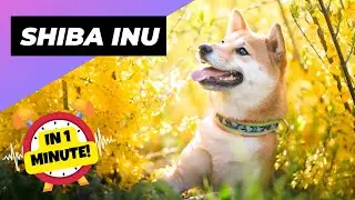 Shiba Inu - In 1 Minute! 🐶 One Of The Most Popular Dog Breeds In The World | 1 Minute Animals