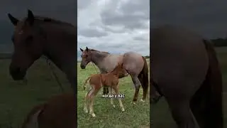 🤯 ГУГЛ ДИНОЗАВР в Армении? 🦖