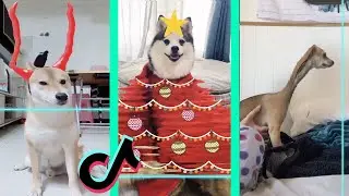 Time Warp Scan tiktok dog compilation (filter tiktok) part 4