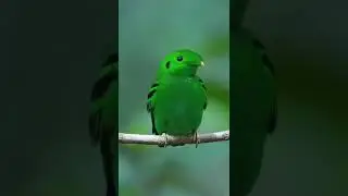 Зелёная Калиптомена (Calyptomena viridis). (2024).