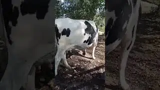 Корова потеряла хвост, ей приделали новый. #cow #cowvideos #animal #животные #корова