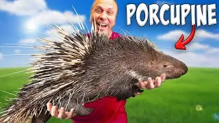 I Bought The Worlds Largest Porcupine!