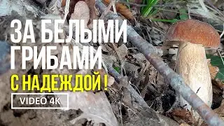 ЗА БЕЛЫМИ ГРИБАМИ С НАДЕЖДОЙ !    4 июня 2024 года Сбор белых грибов и подберёзовиков.