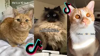 he's a 10 but tiktok cat compilation | He's mine - DB Tha General