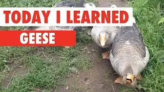 Today I Learned: Geese