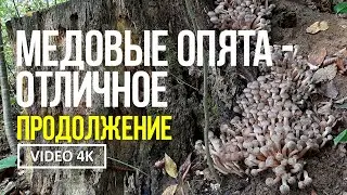 МЕДОВЫЕ ОПЯТА - ОТЛИЧНОЕ ПРОДОЛЖЕНИЕ !  24 октября 2024 года Сбор медового опёнка  Armillaria mellea