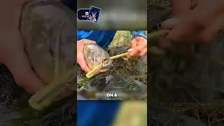 Поймали в сети на рыбалке то, чего не ждали 😮🔥🎣