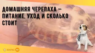 Домашняя черепаха — питание, уход и сколько стоит