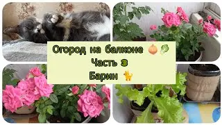 Лето в шортах 🩳 Огород на балконе 🧅🥬 Барин 🐈