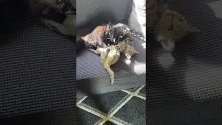 Adorable Kittens Play Fight