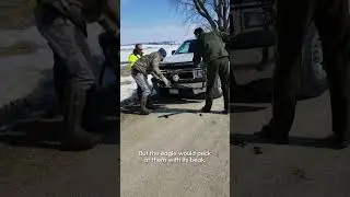 Heroes Rescue Bald Eagle Stuck In Truck Grill