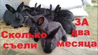 КРОЛИКИ проедают ваши деньги. Разведение КРОЛИКОВ на мясо