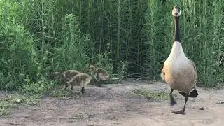 Geese family | wild geese