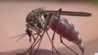 NYC spraying pesticides to reduce mosquitos, West Nile