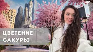 Жизнь в США. Цветение сакуры. Картошка фри для похудения.