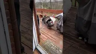 Hilarious Turkeys Demand to be Let Inside!