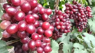 Топ Сверх-ранних и ранних сортов винограда 2024! Часть 2.🍇🍇🍇 WhatsApp и Viber +79528500417.